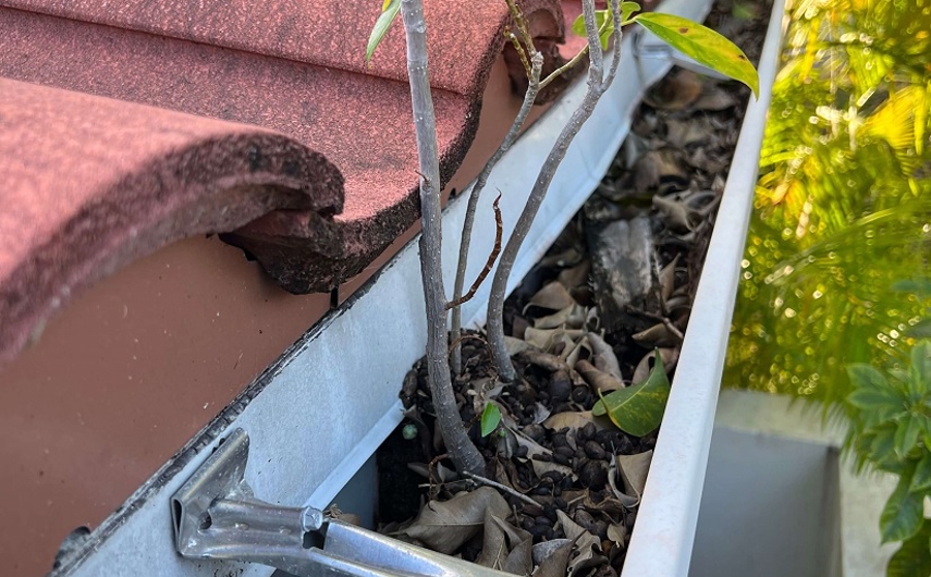 Gutter full of leaves